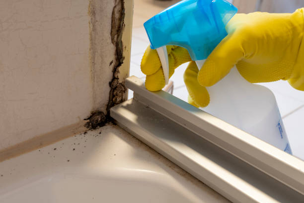 Best Mold Testing and Inspection Services in Hutchinson Island South, FL
