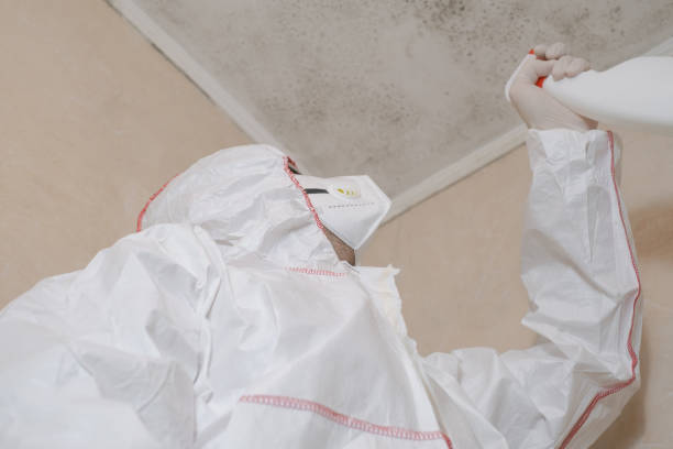 Best Attic Mold Remediation in Hutchinson Island South, FL